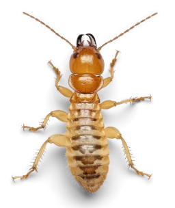 Timiri Insect Smarter Launch
